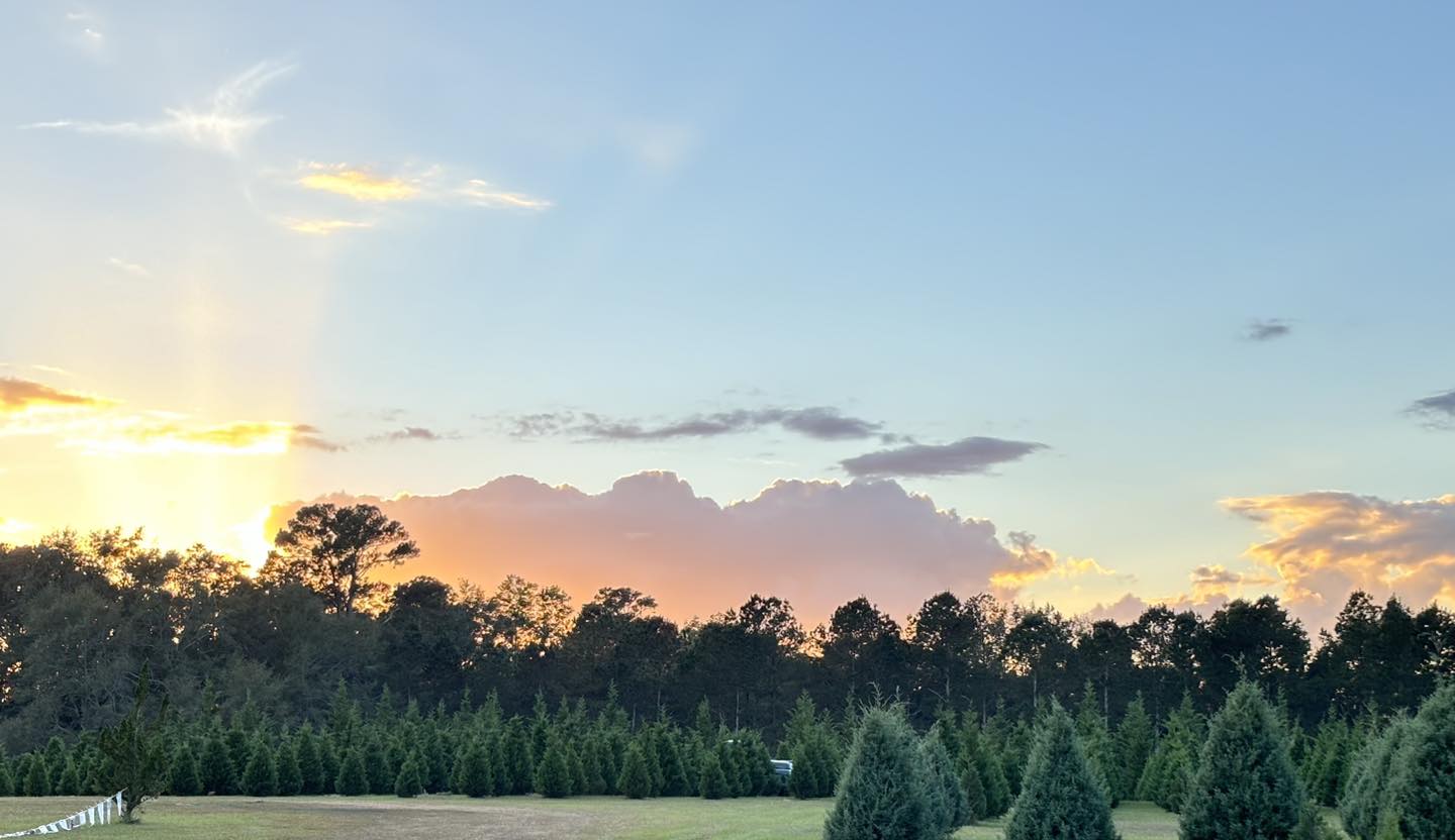 Slow-Fashioned: Wheeler's Christmas Tree Farm